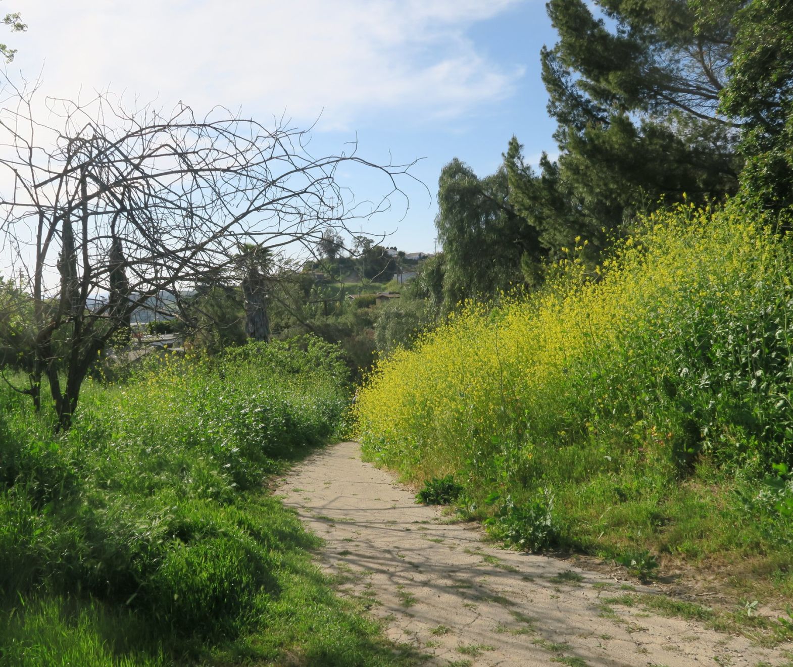 Debs Park 3-20-2019 5-01-11 PM.JPG